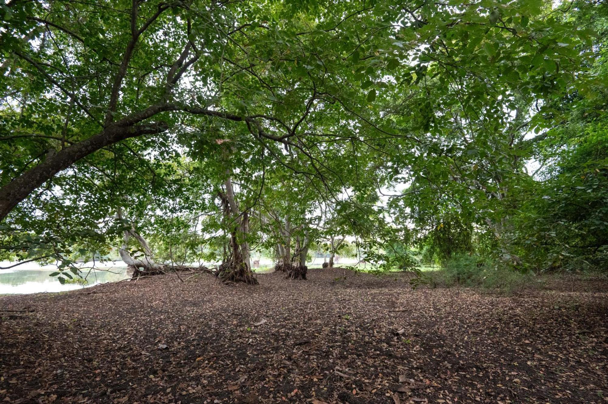 Ayurvedic Lanka Wellness Hotel Moragaswewa エクステリア 写真
